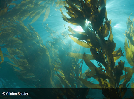 Lesson Plan: Sensational Seaweed