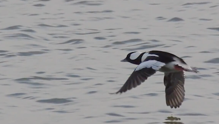 Unseasonal Migrations