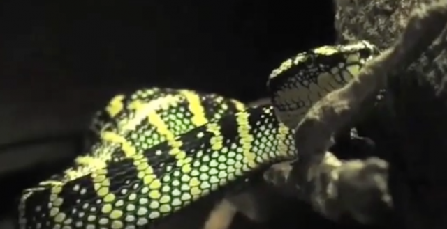 Wagler's Pit Viper Feeding