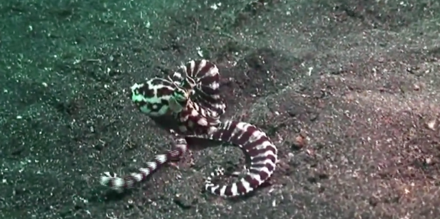 Mimic Octopus