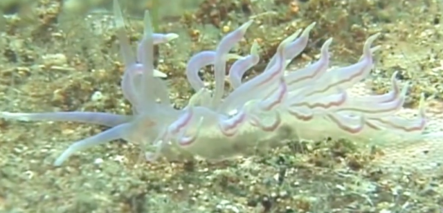 Nudibranchs with Marta Pola Perez