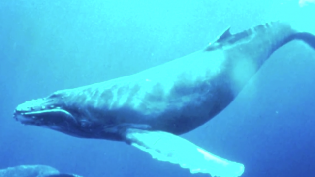 Ocean Noise Pollution