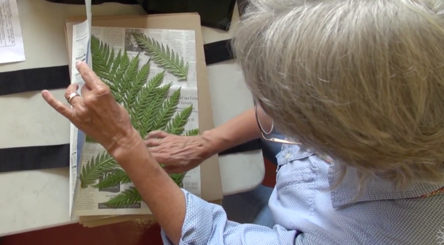 Citizen Science - Mt. Tam