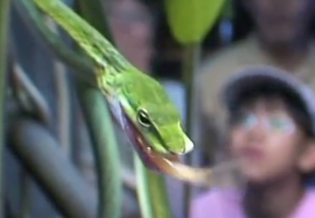 Burmese Vine Snakes