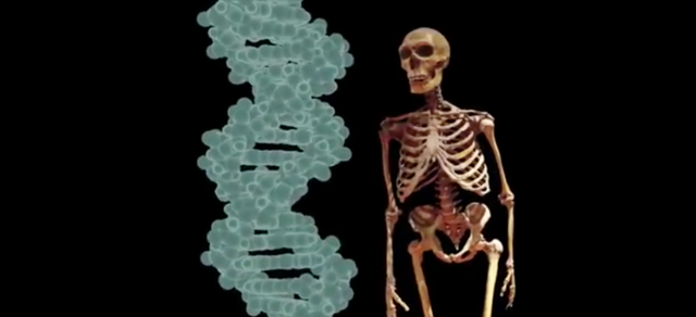 A Bit of Neanderthal