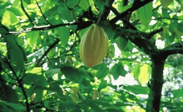 Science in Action: The Sustainability of Chocolate