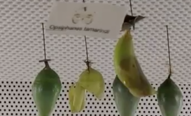 Butterfly Pupa