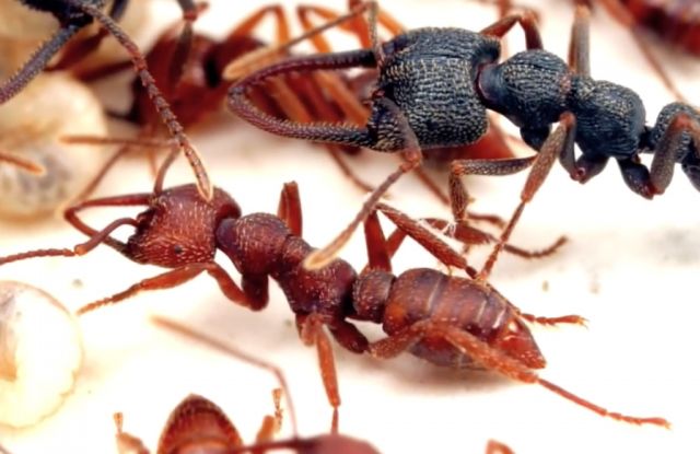 Ants in Madagascar