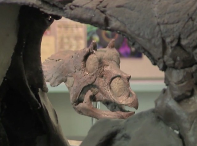 Triceratops, Don't Go