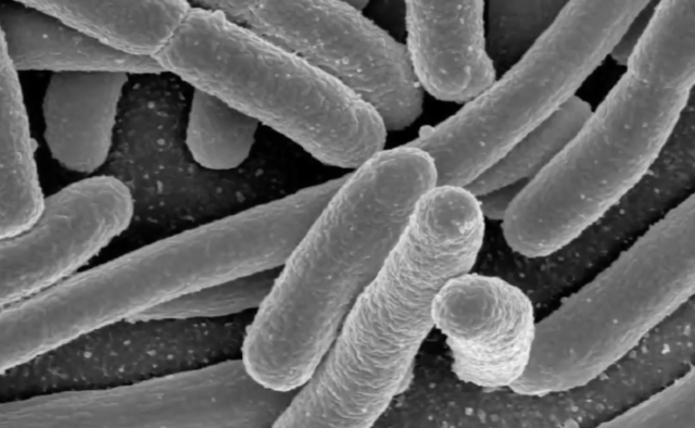 Thinking with your Gut