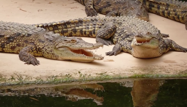 Sensitive Alligators