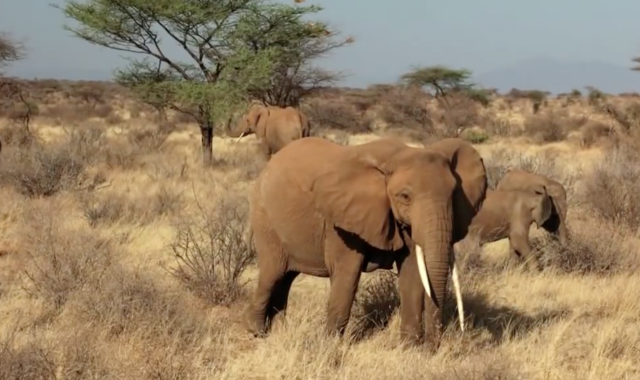 Extreme Communication