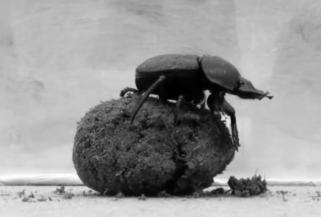 Dung Beetle Directions