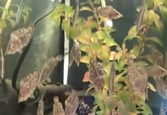 South American Leaf Fish Feeding