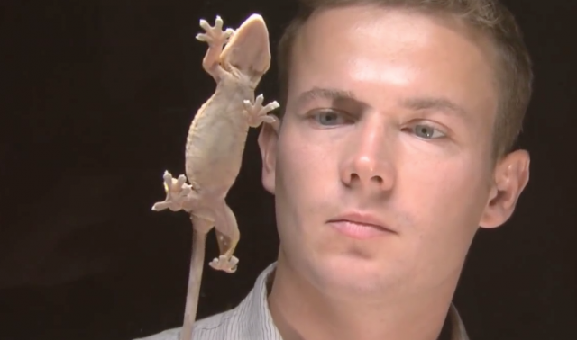 Bio-inspiration: Gecko Adhesive