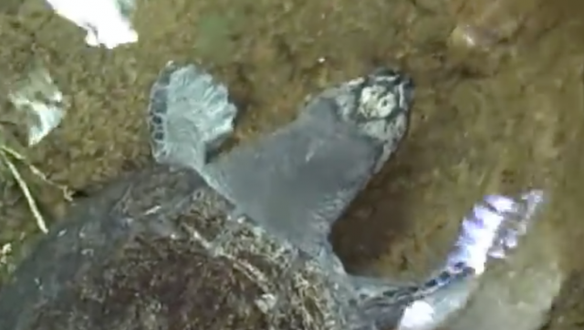 Arrau River Turtle Feeding