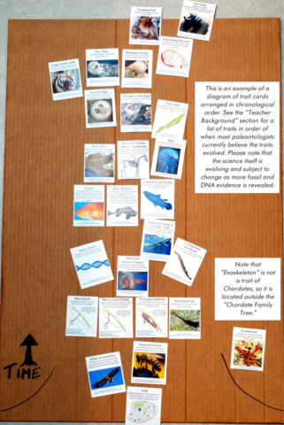 Our Chordate Family Tree