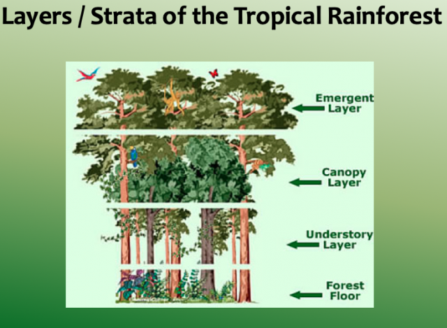 The Amazon Rainforest