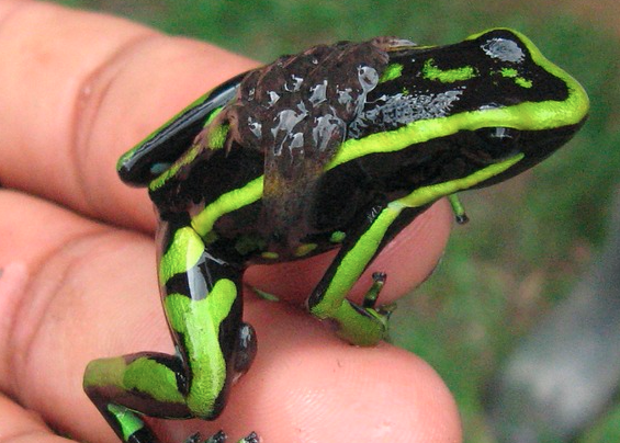 The Amazon Rainforest Project