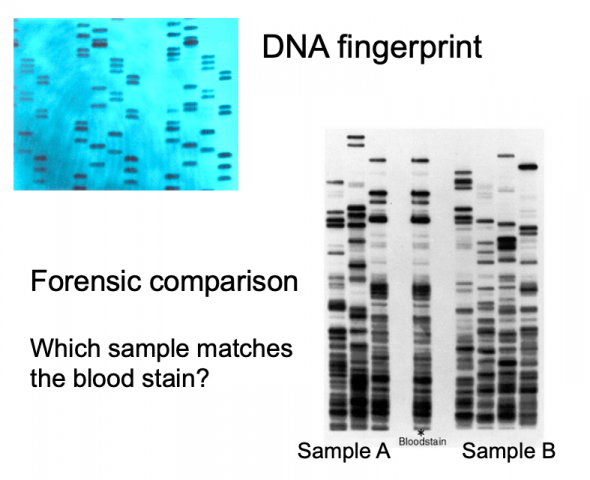 DNA: Genes and Variety