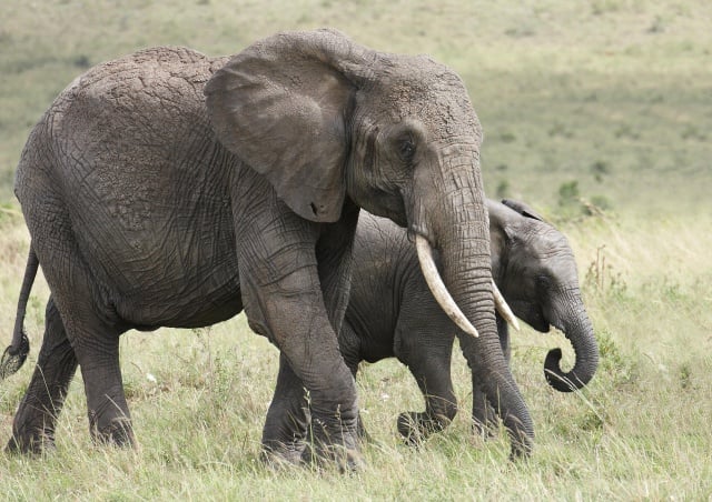 Living with Sumatran Elephants