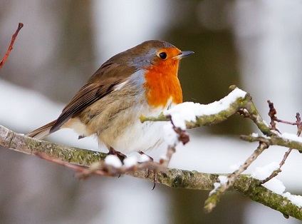 Christmas Bingo - Christmas Spotter