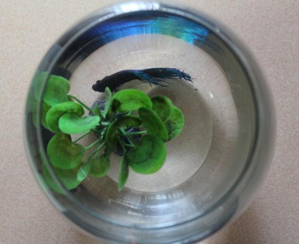 Keeping a Betta