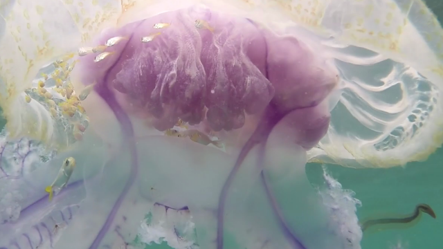 Monster jellyfish forms 'alien planet' for school of fish