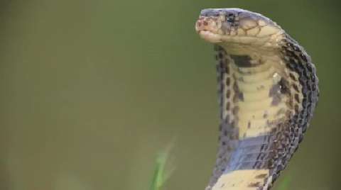 NSF Science Now: Episode 21