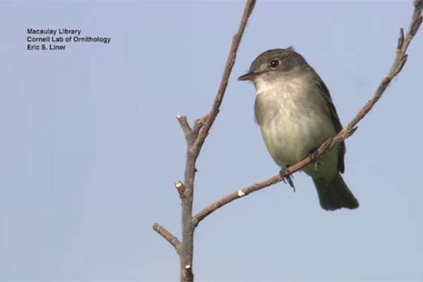 Science Nation: Decades of bird signals, songs digitized for scientific research