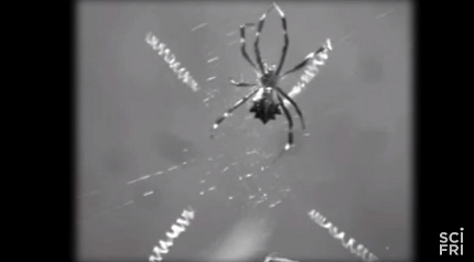 Why Spiders Don't Stick To The Web Video