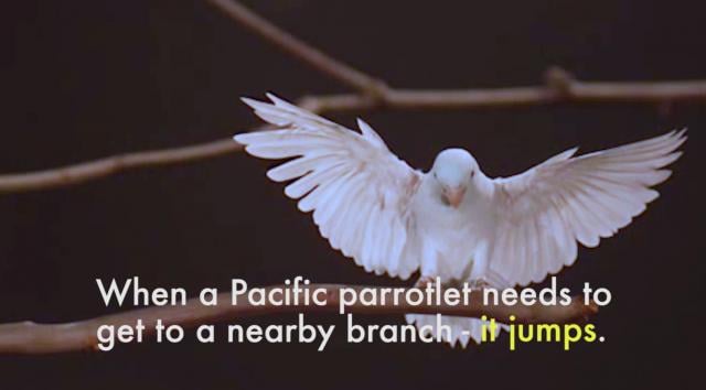 Was this how dinosaurs began flying?