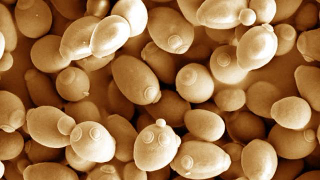 A feat of reverse engineering