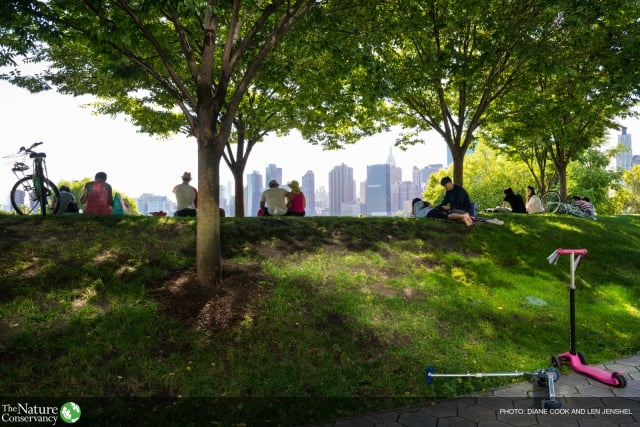 Urban Trees